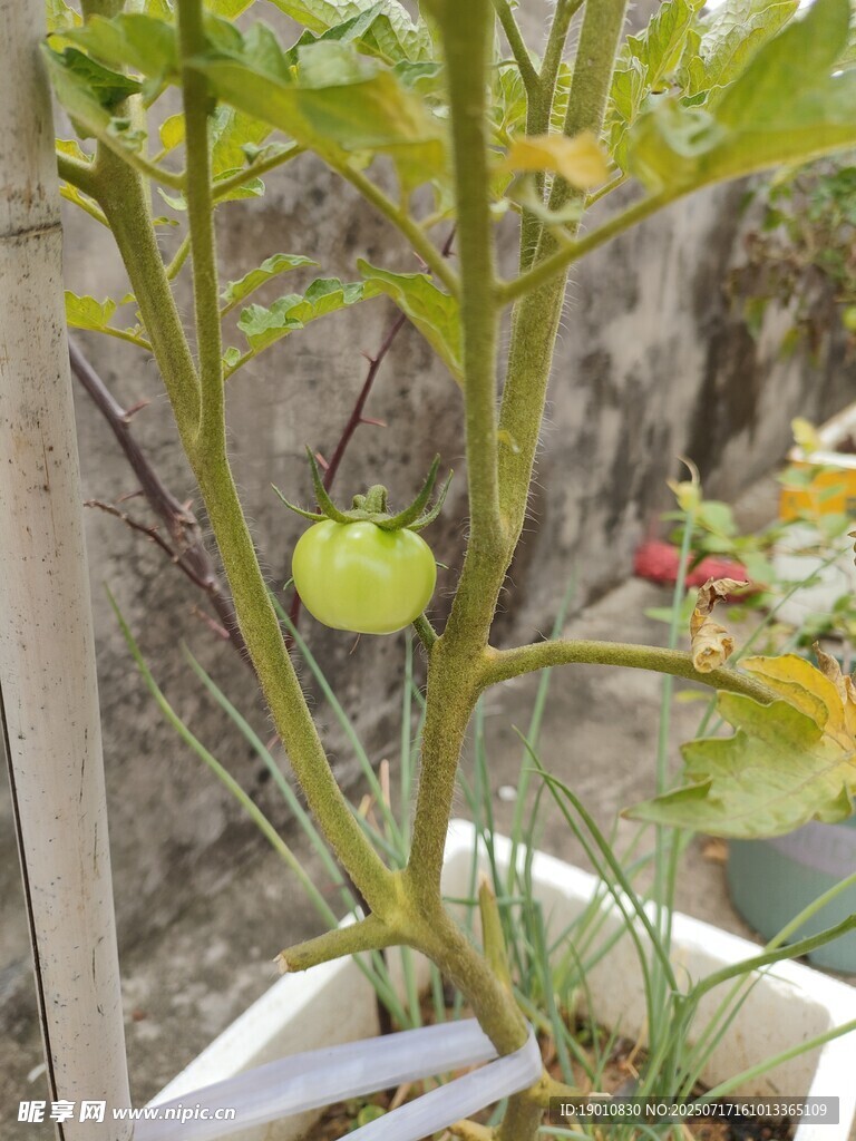 盆栽番茄幼苗生长状态