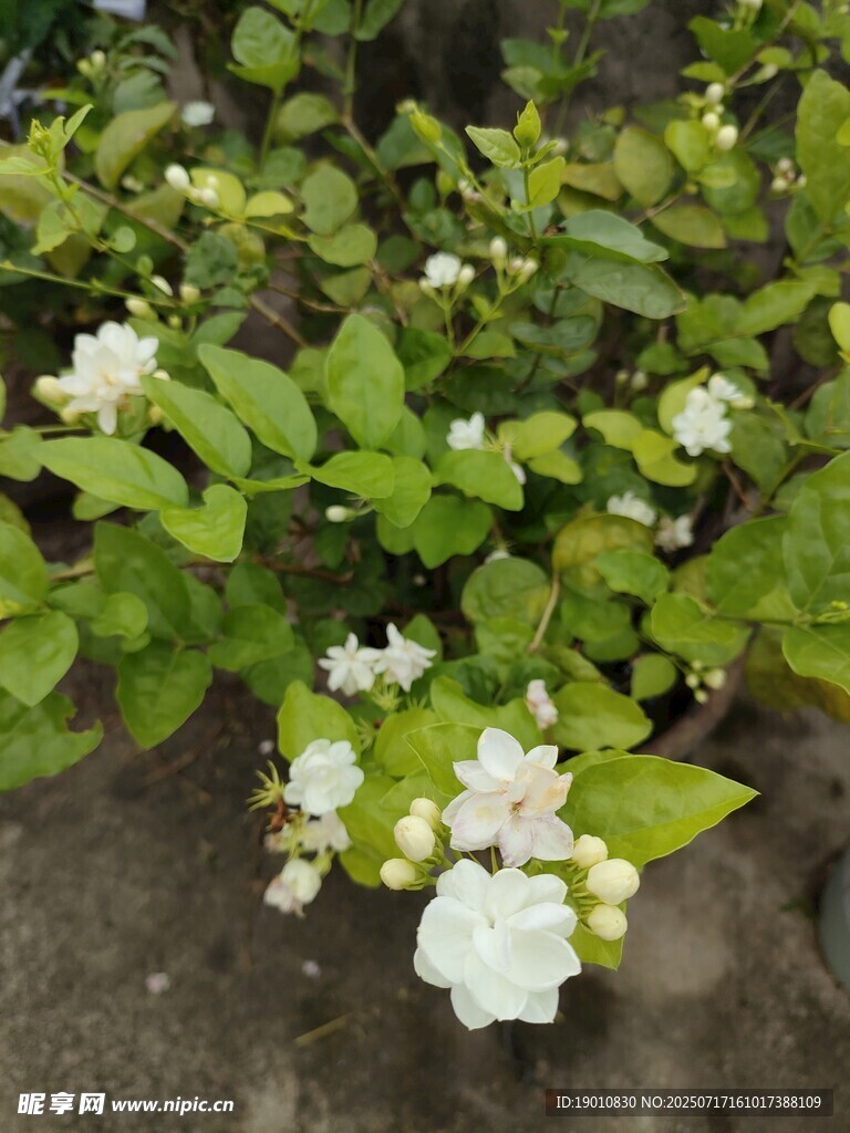 绿叶间绽放的茉莉花