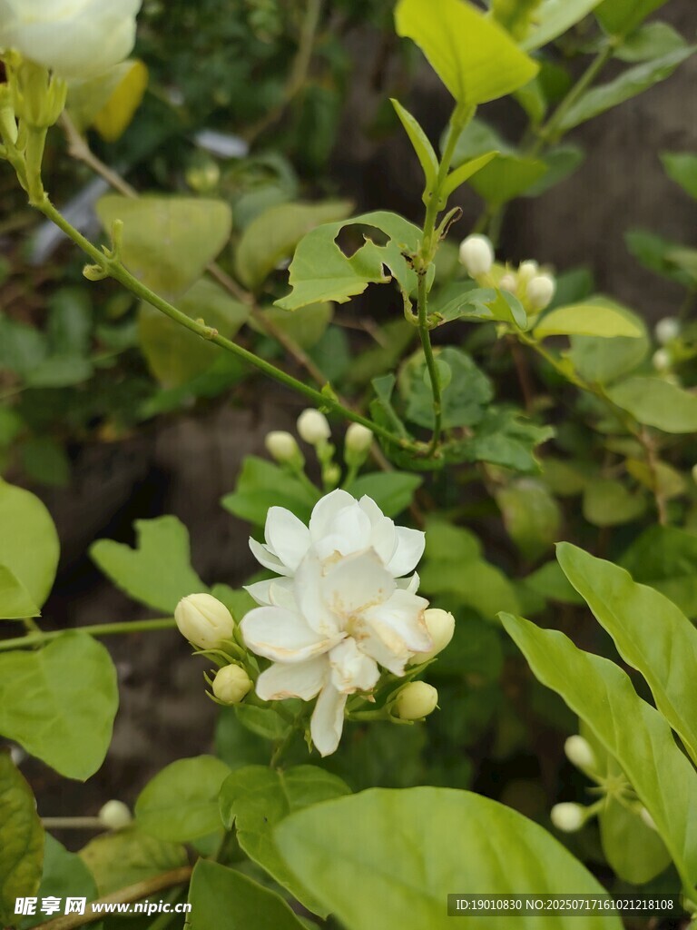 洁白茉莉花绽放绿叶间