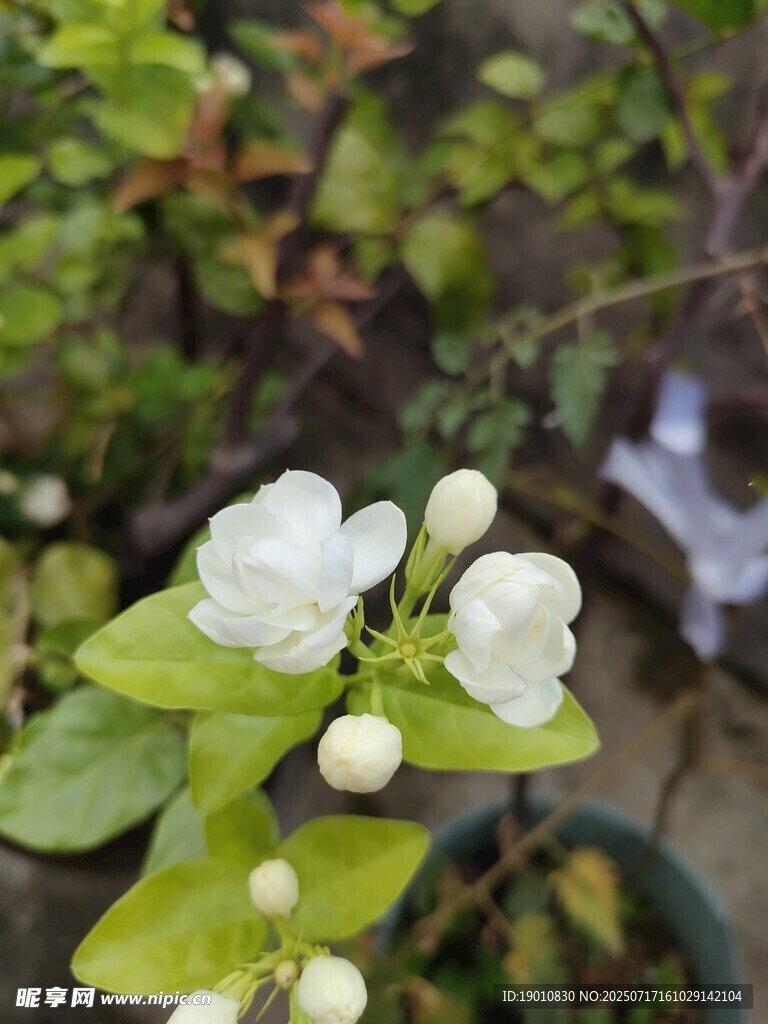 洁白茉莉花绽放枝头
