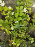 绿叶间的茉莉花绽放