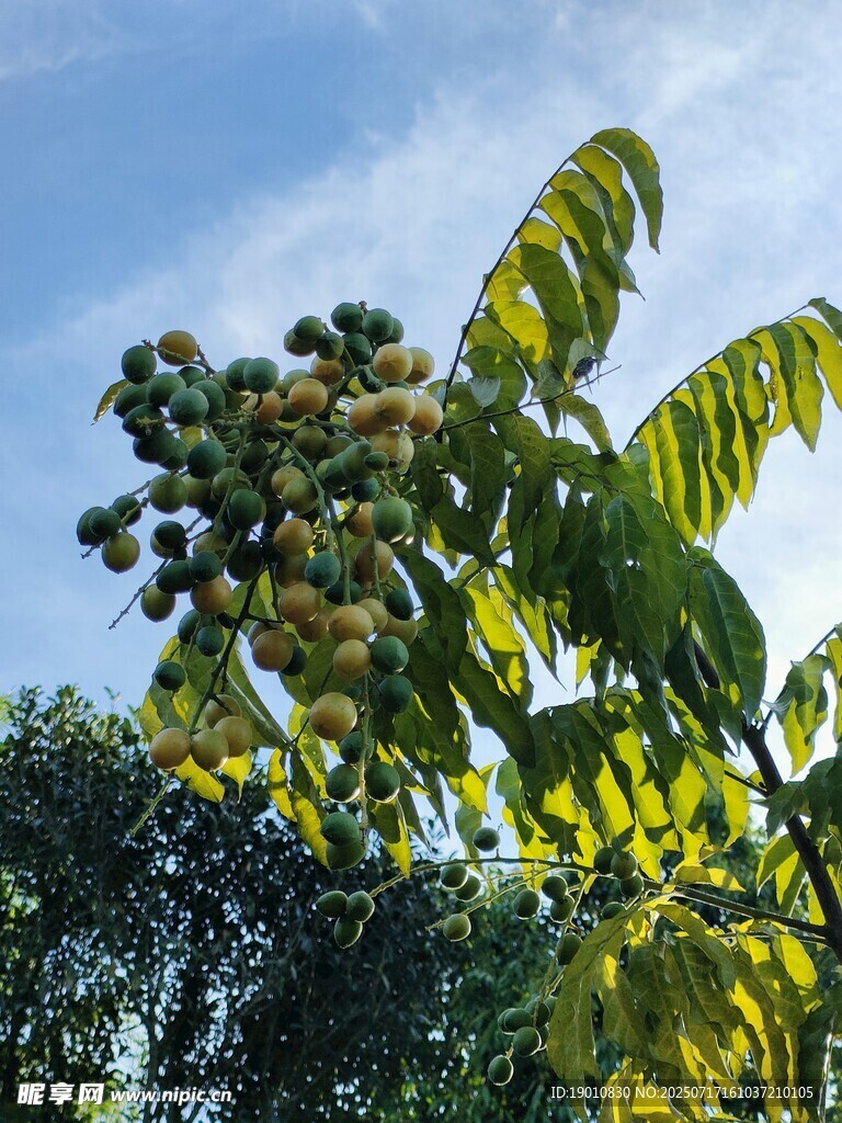 枝头硕果累累的黄皮树