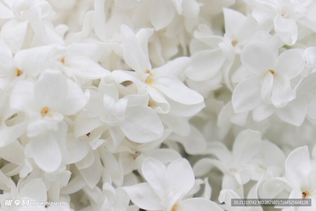 白色丁香花特写