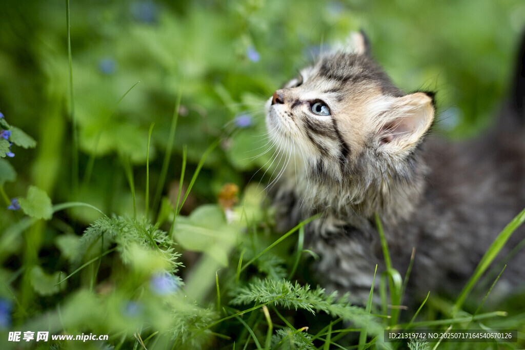 草丛中的小猫