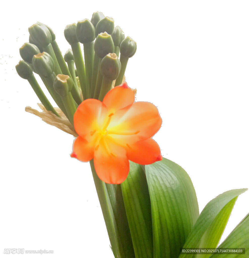 橙色君子兰花特写