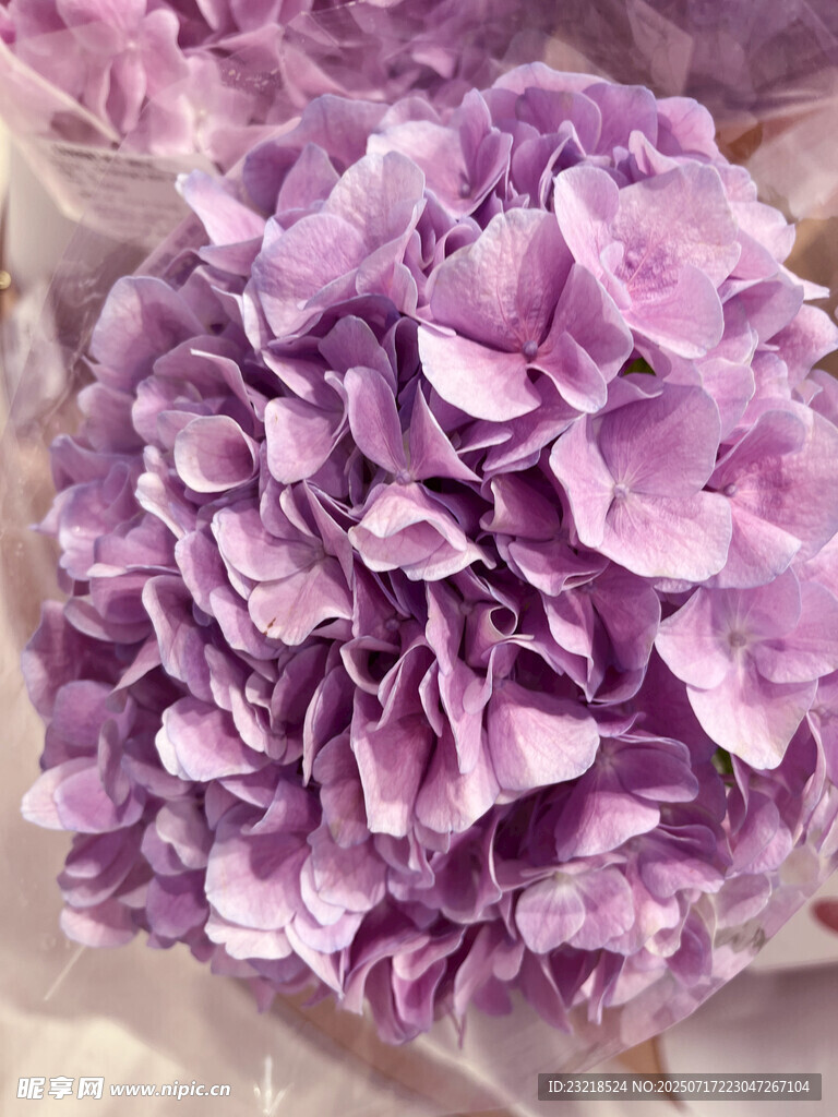 紫色绣球花