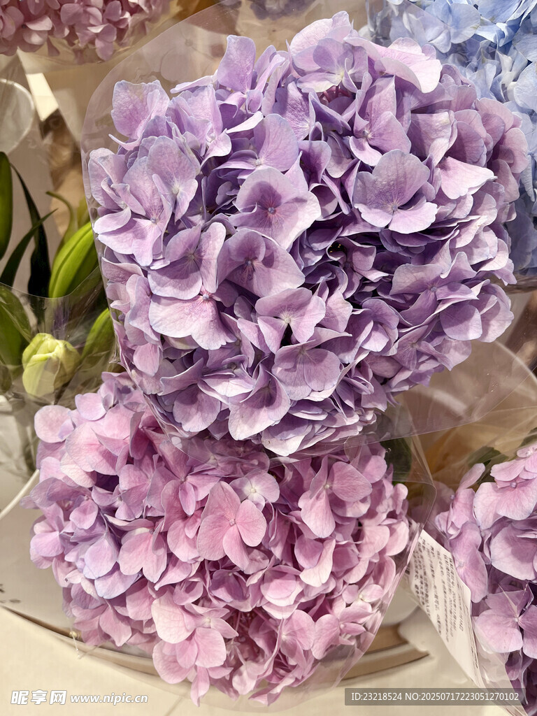 紫色绣球花