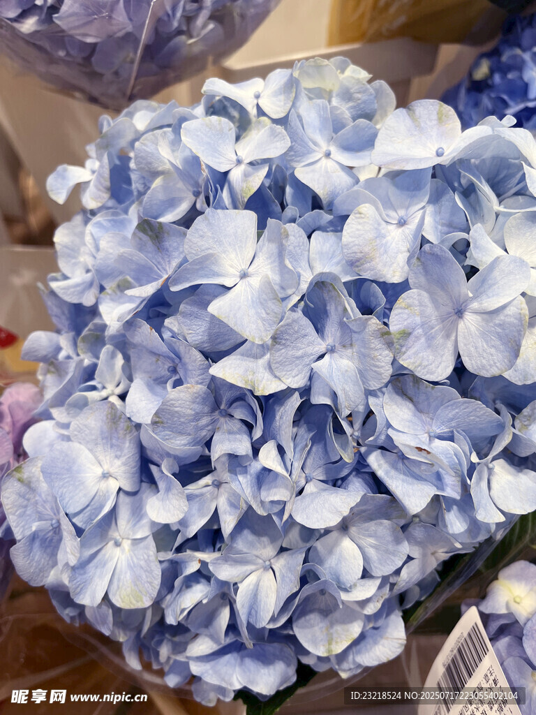 蓝色绣球花