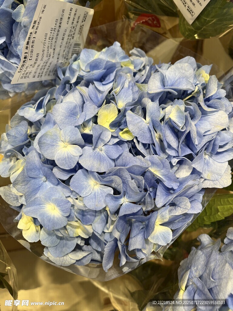 蓝色绣球花