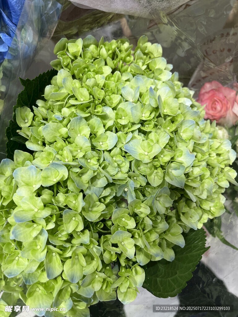 绿色绣球花