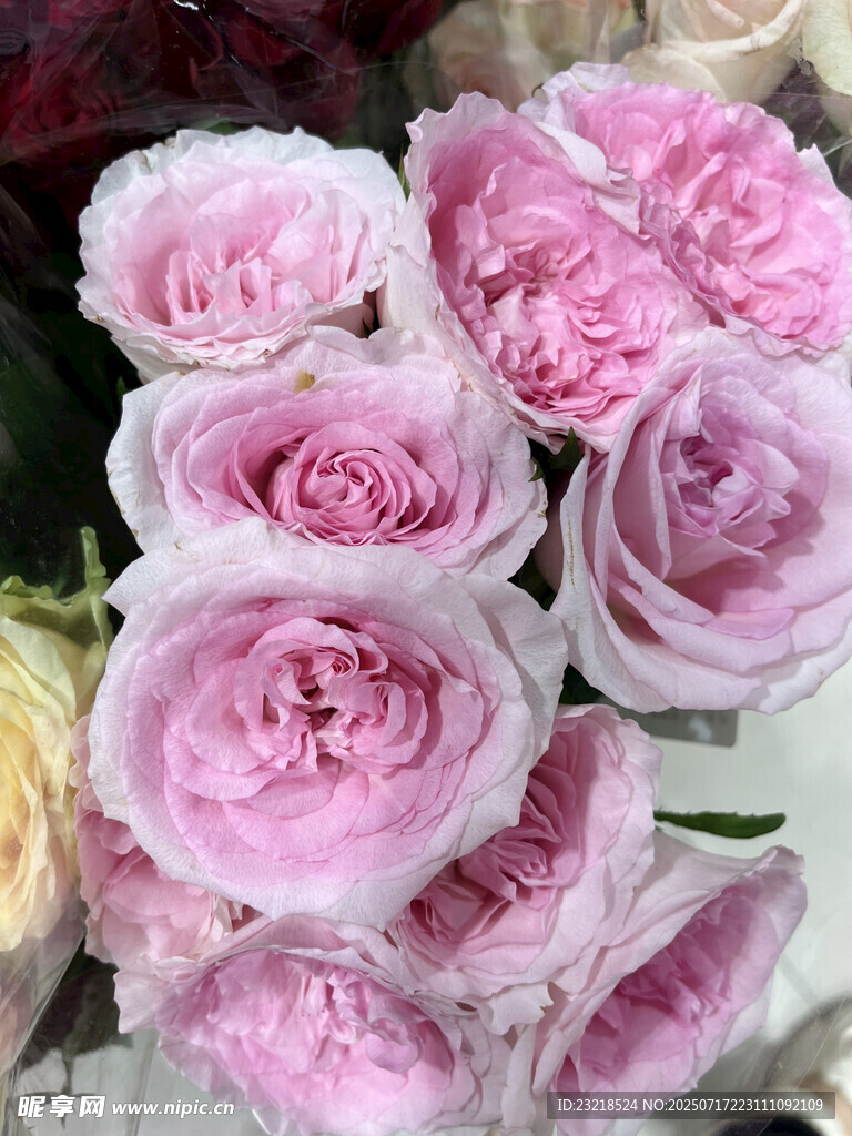 粉色玫瑰花