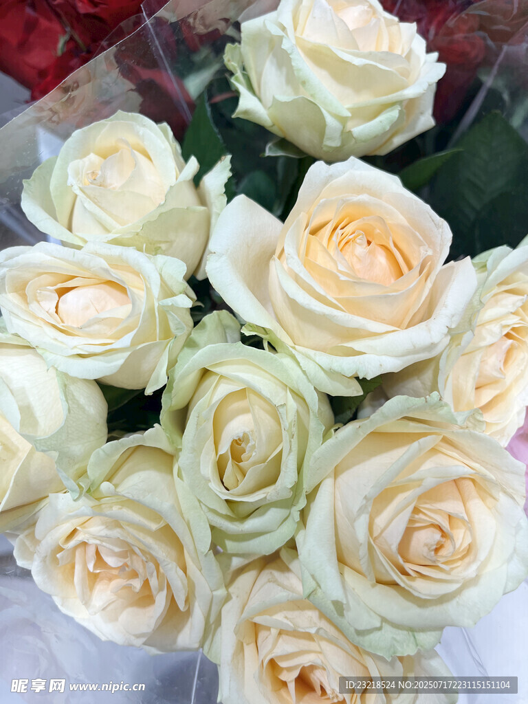 白玫瑰花