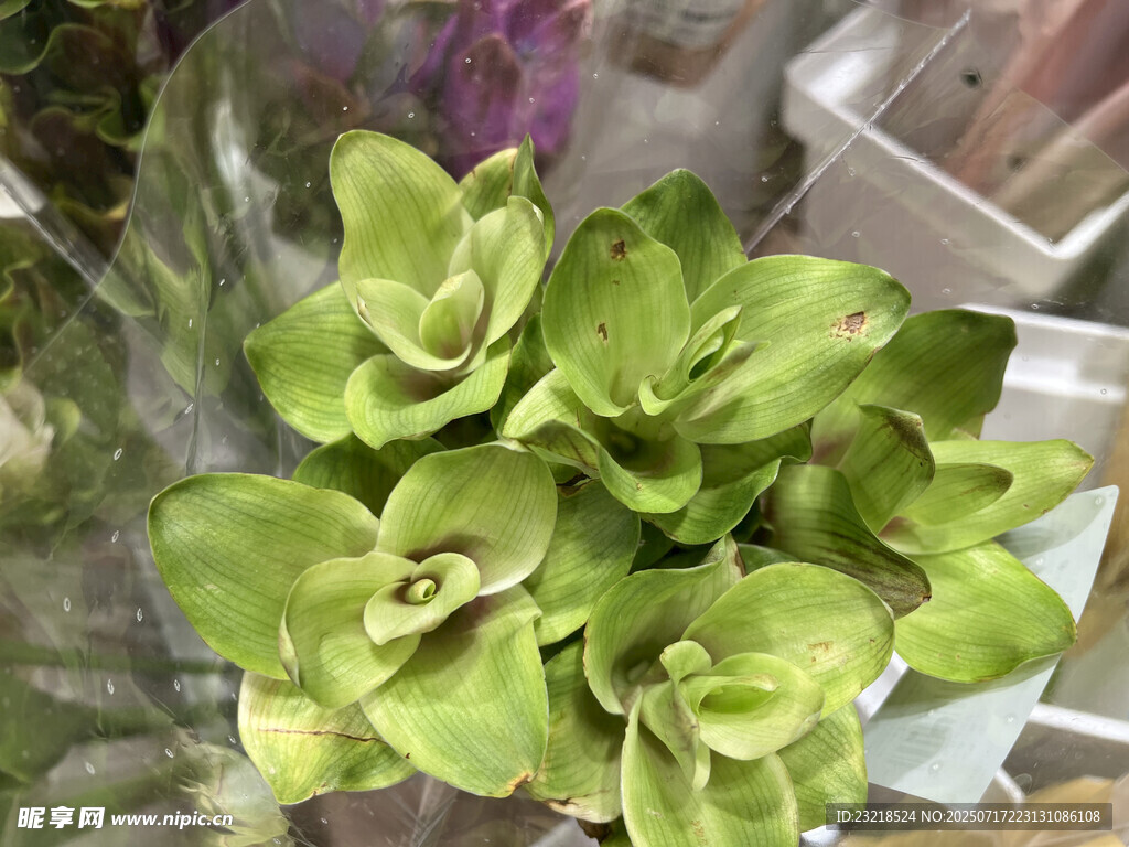 姜荷花