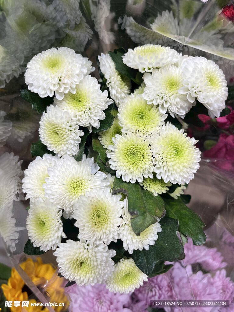 小皱菊
