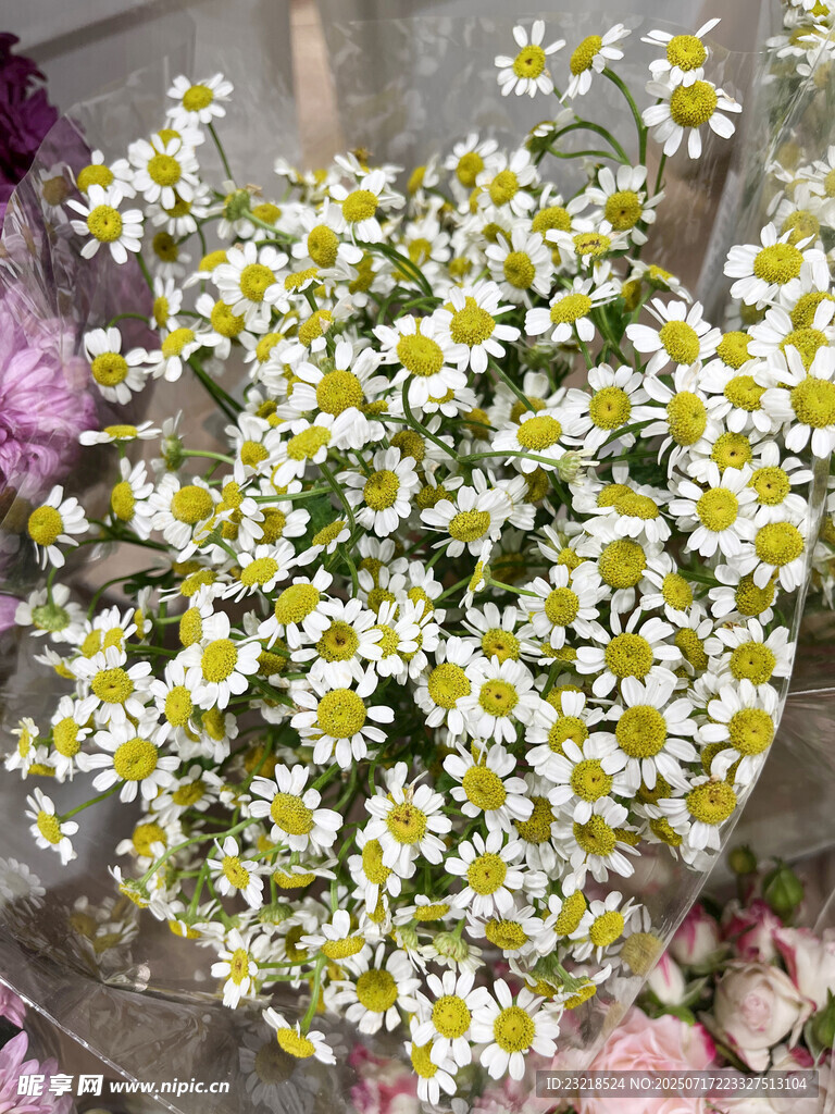 洋甘菊