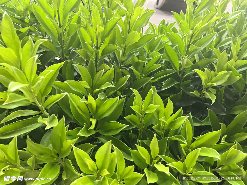 绿植景观
