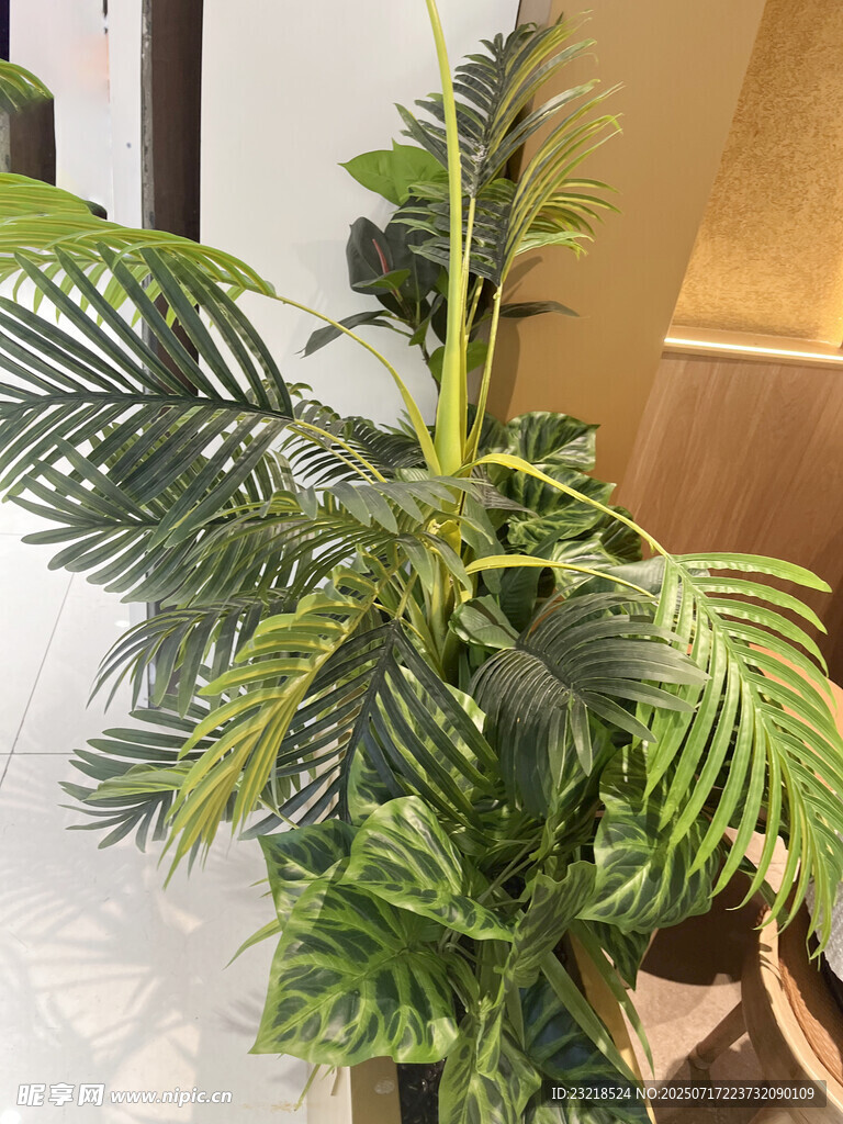 绿植盆栽