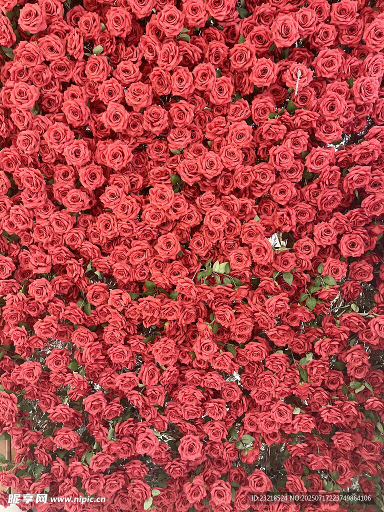 玫瑰花背景