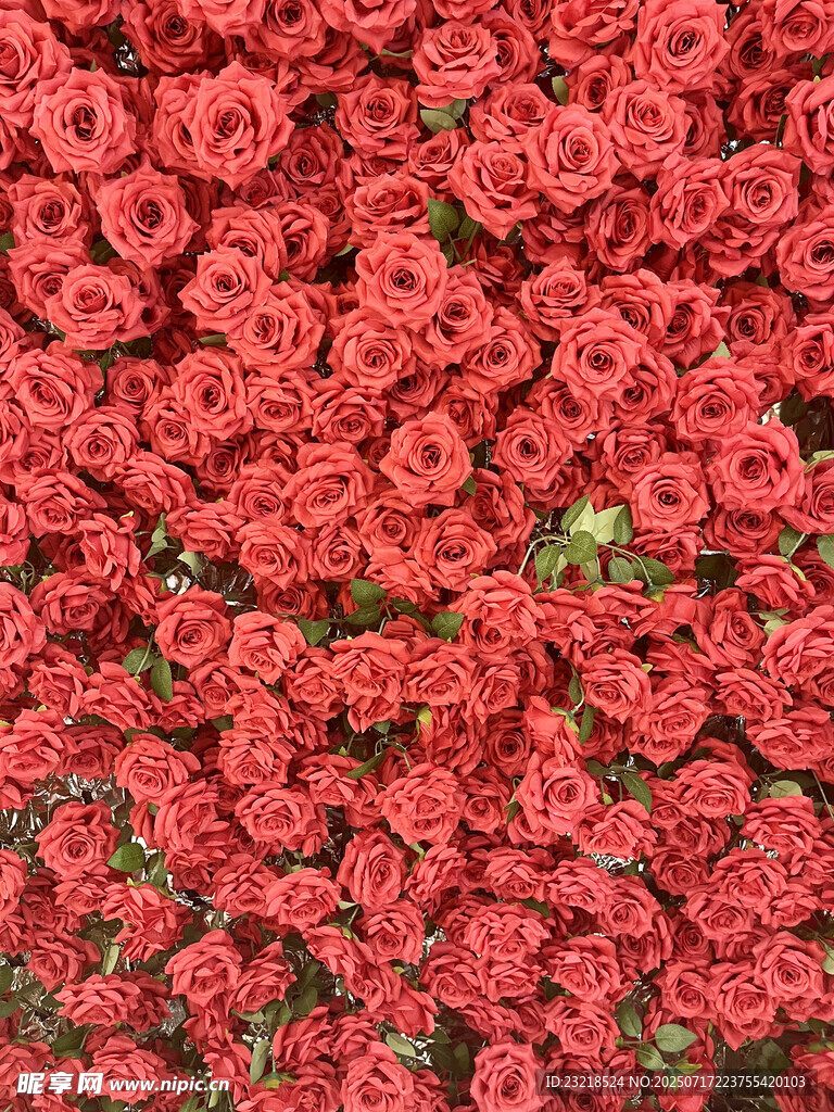 玫瑰花海