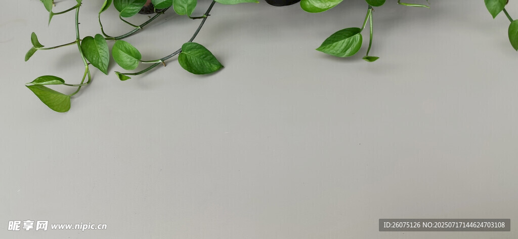 翠绿藤蔓与灰色背景清新画面