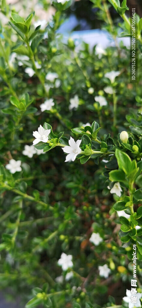 翠绿枝叶间的白色小花
