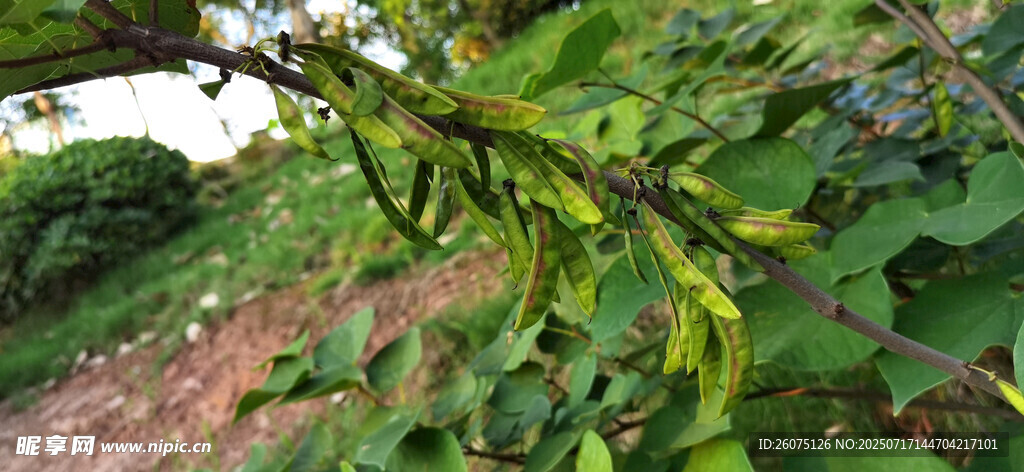 藤蔓上的洋槐豆荚