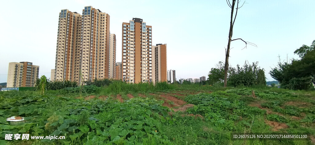 高楼旁的绿意盎然景观