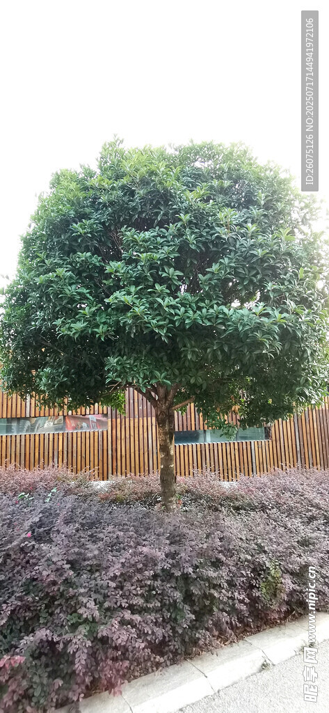 公园里葱郁树木与低矮植物