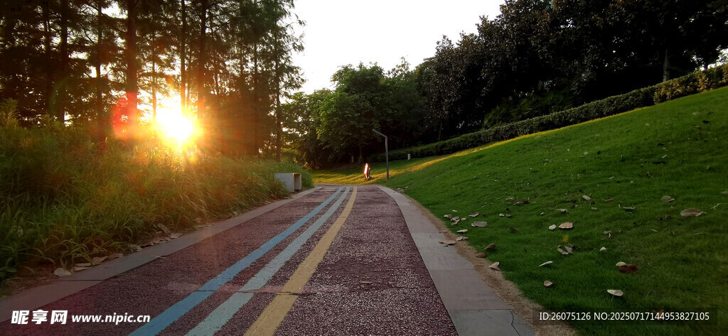 夕阳下的林间骑行小道
