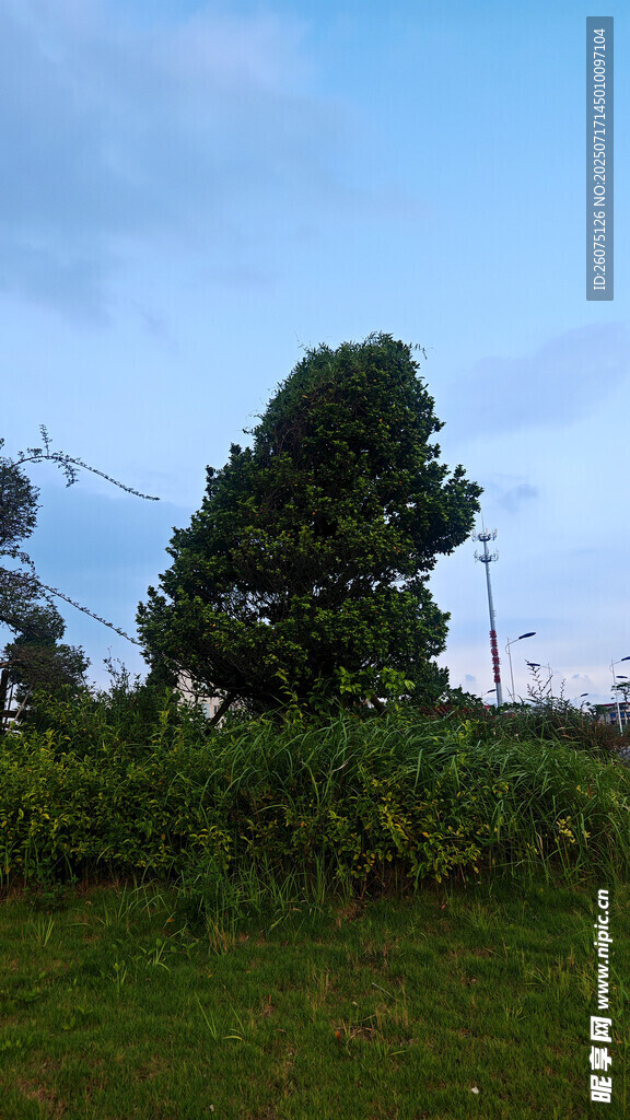 蓝天绿地间的葱郁树木