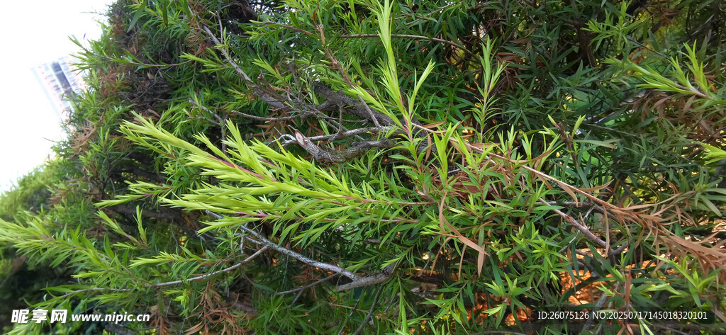 翠绿藤蔓缠绕绿植景象