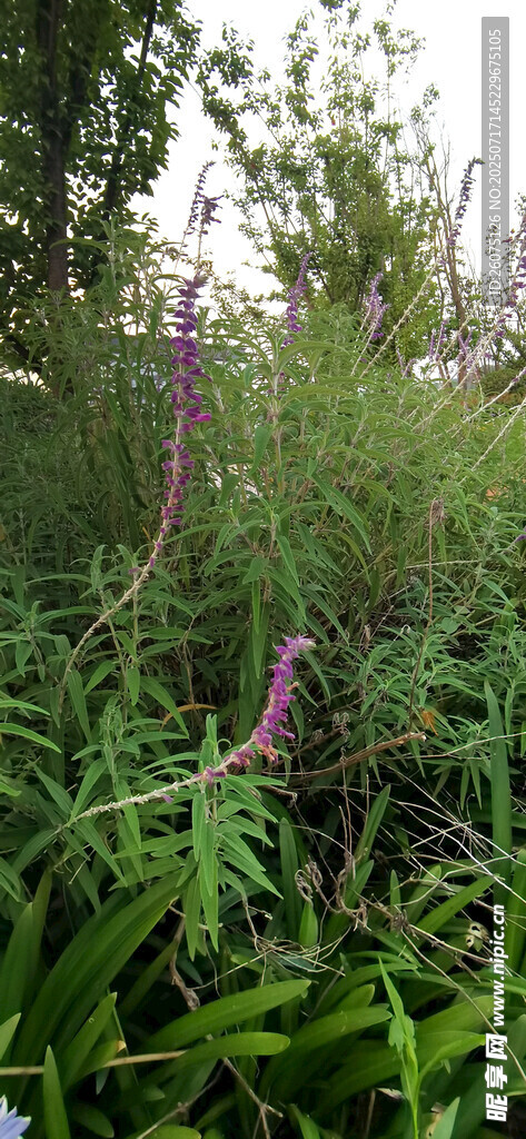 野外繁茂鼠尾花