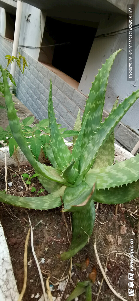 带刺芦荟植物特写