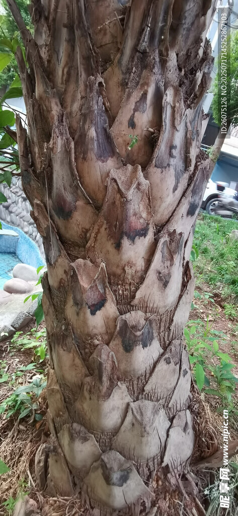奇特纹理的树干特写