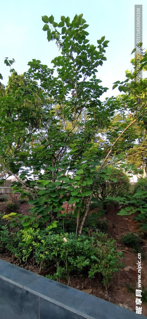路边绿植景观