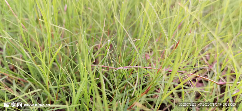 翠绿茂盛的草地景观