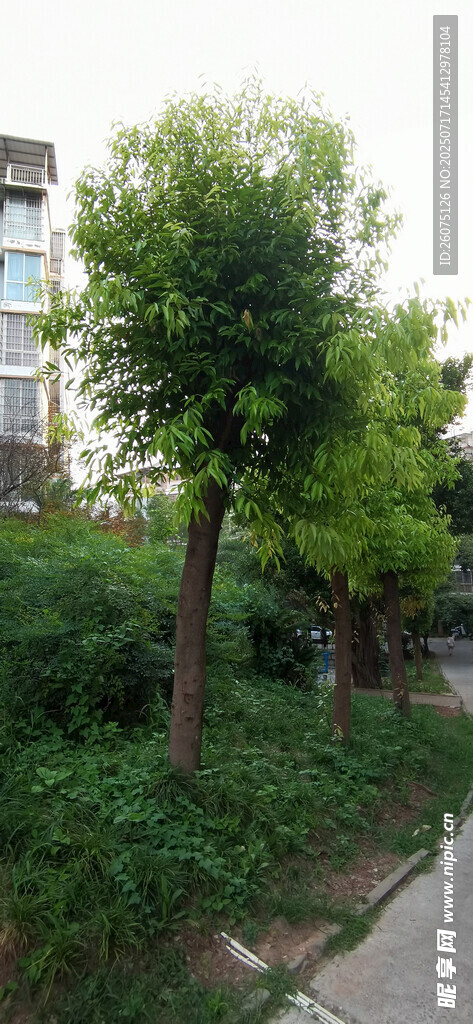 路边绿树与繁茂植被景观