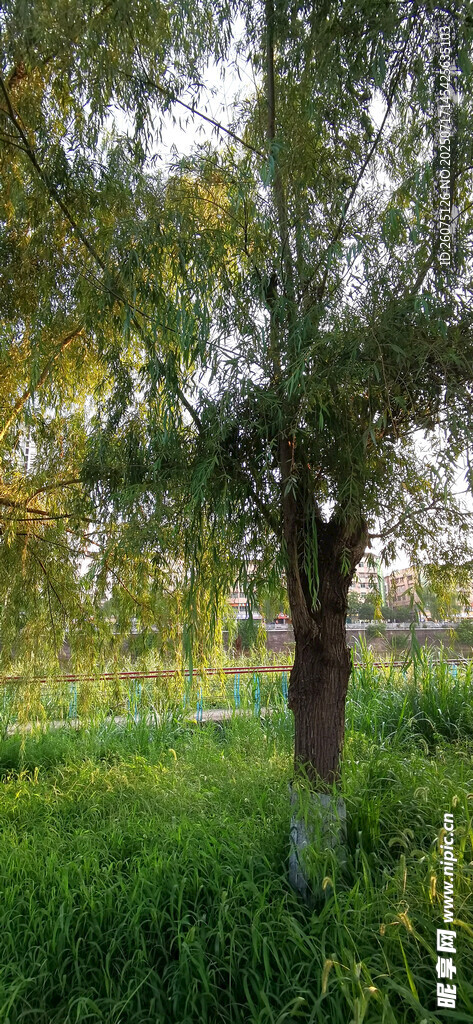 林间绿意盎然的树木景观