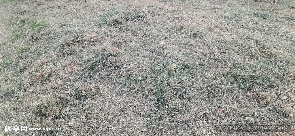 荒芜草地景象