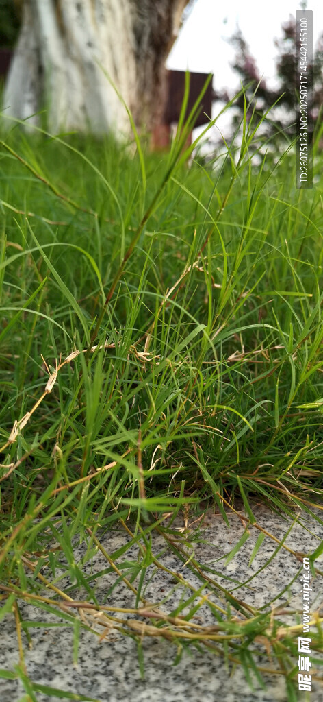 路边嫩绿青草