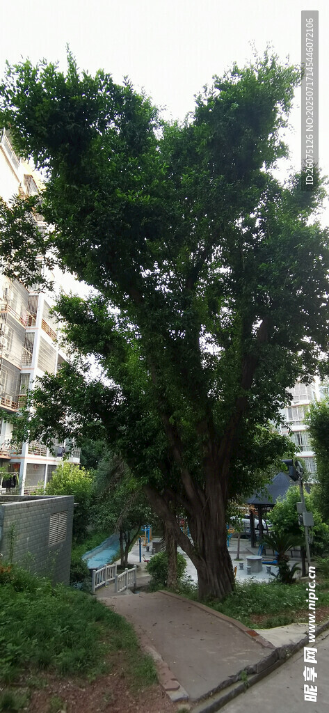 路边葱郁大树