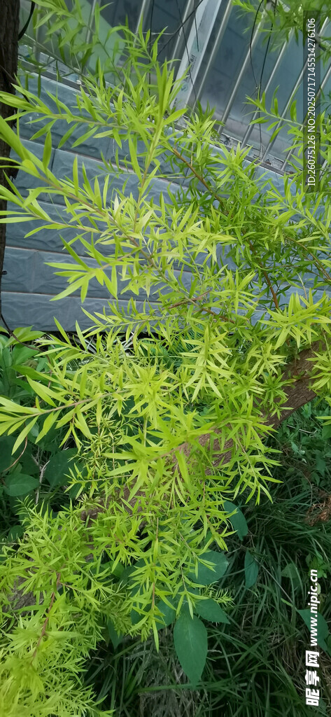翠绿植物景观