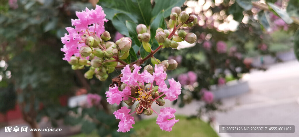 娇艳盛开的粉色紫薇花卉