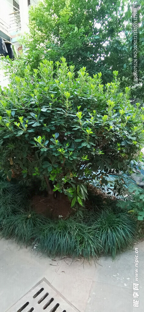 绿意盎然的灌木景观