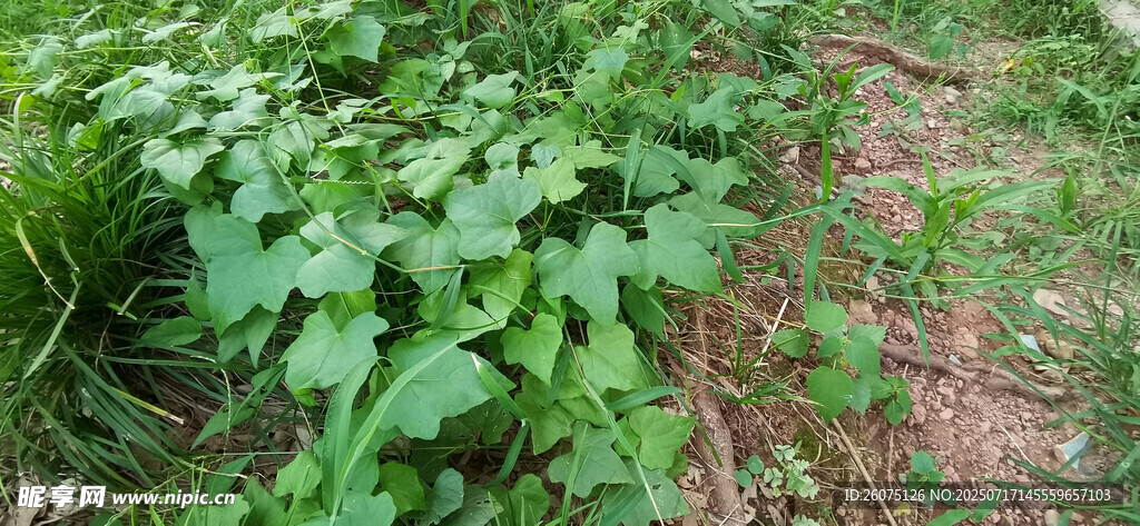 地面生长的绿色牵牛花藤
