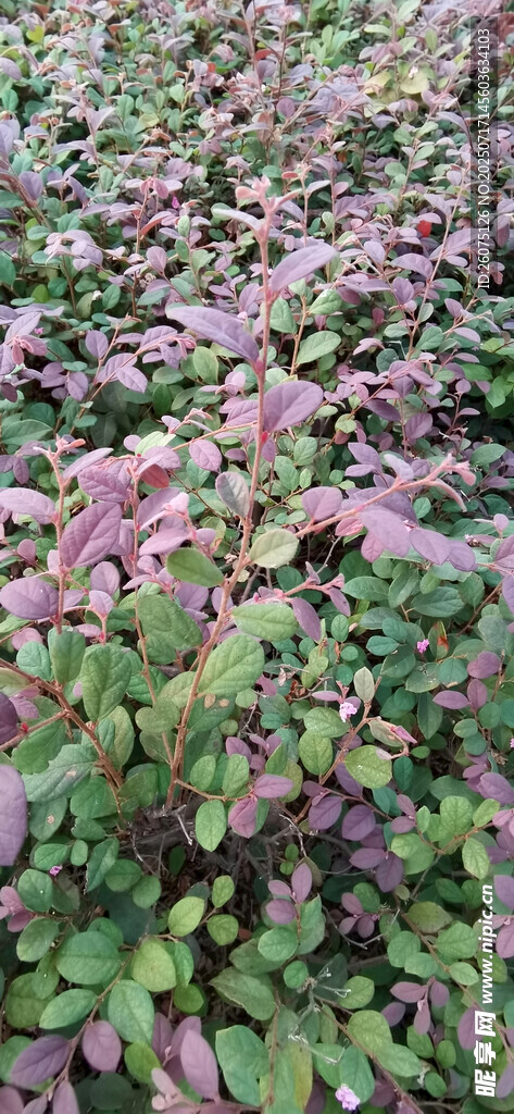 紫色绿叶植物景观