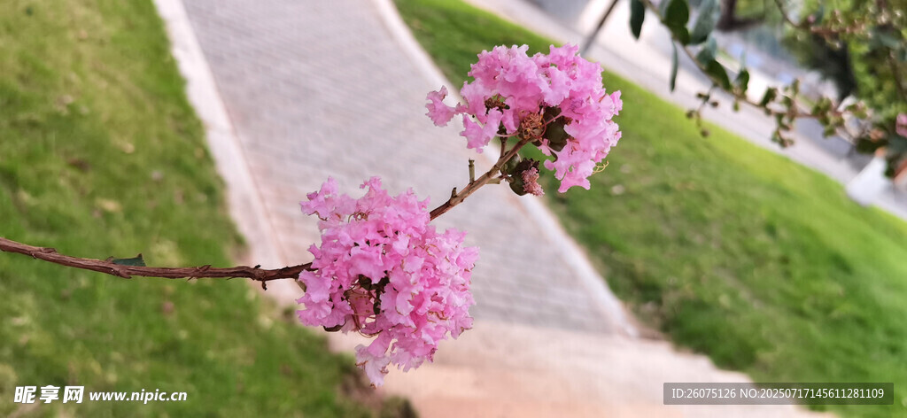 枝头绽放的粉嫩花朵