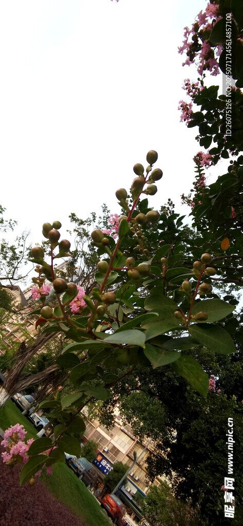 繁花满枝的绿植景观