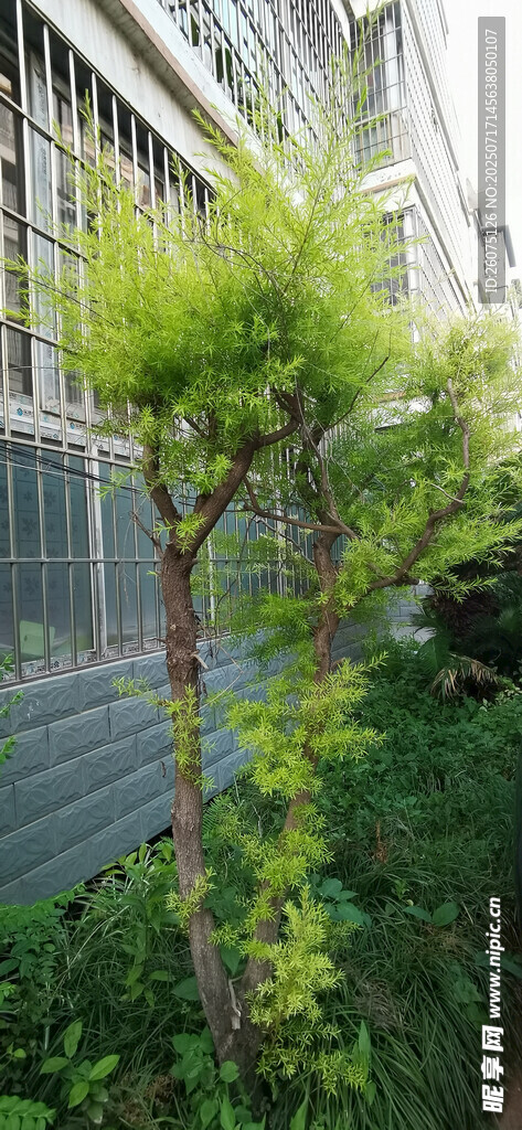 庭院绿植景观