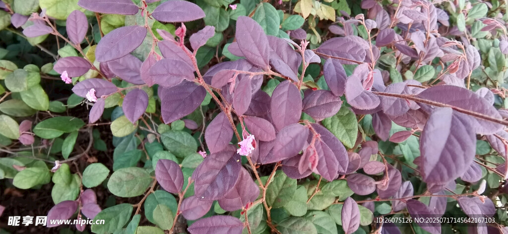 紫叶灌木植物特写